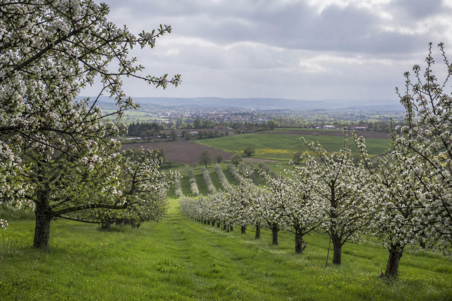 Kirschblüte in einem fränkischen Obsthang