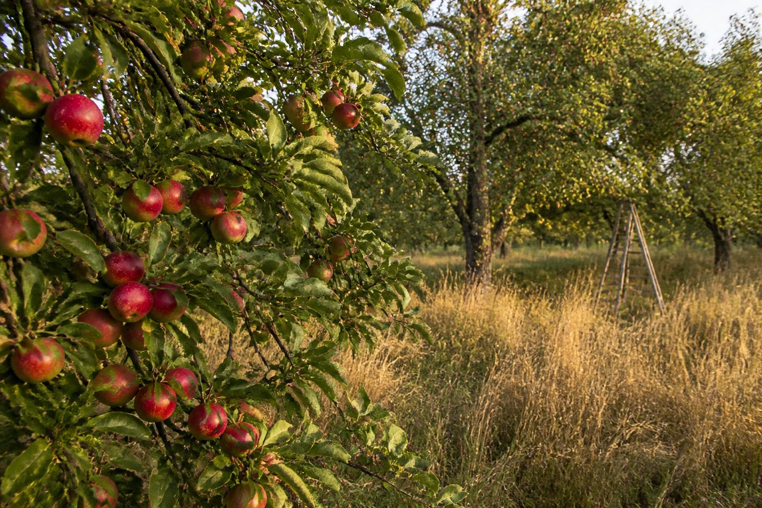 Herbstlicher Obstgarten mit goldenem Gras in Franken